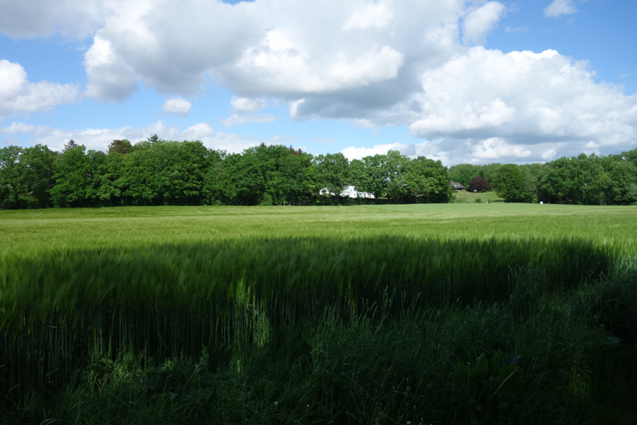 Gerstenfeld